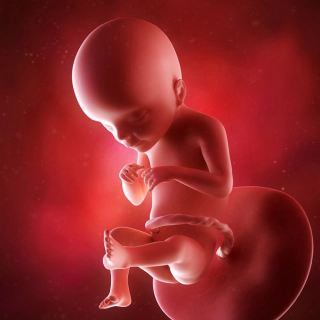 Mẹ mang thai 21 tuần cần thực hiện những xét nghiệm nào?