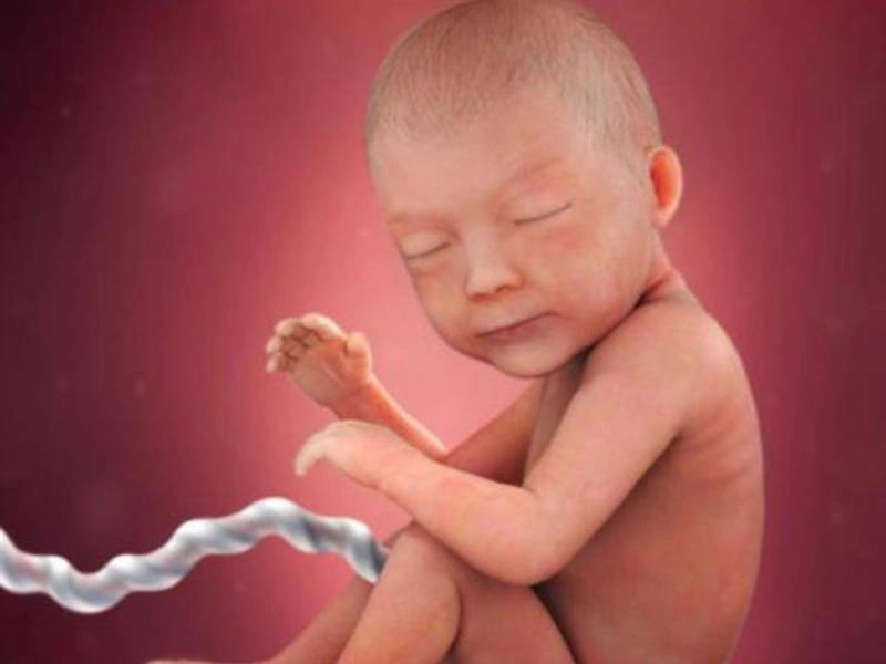 Sự phát triển của thai nhi tuần thứ 30
