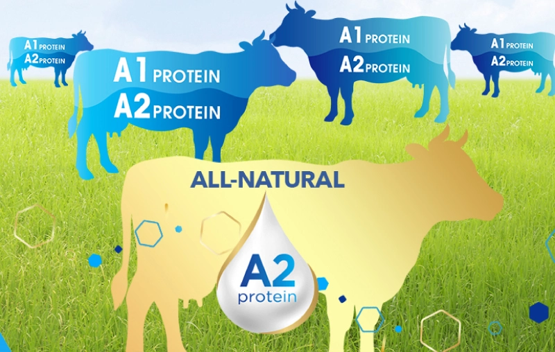 Khám phá công dụng tuyệt vời của đạm A2 đối với hệ tiêu hóa của bé