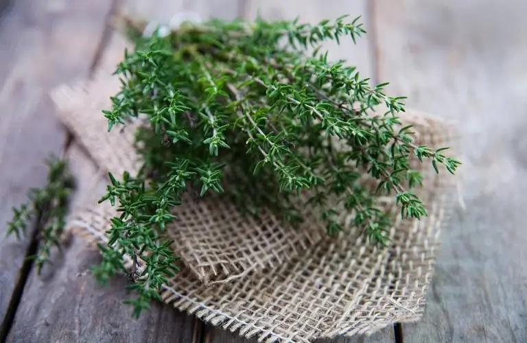 4-ly-do-me-nen-chon-nuoc-giat-cho-tre-so-sinh-animo-3